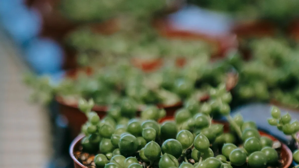Rows of matching potted succulents, representing many accounts under GoHighLevel plans